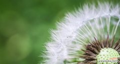 以蒲公英为媒介 蒲公英的象征意义