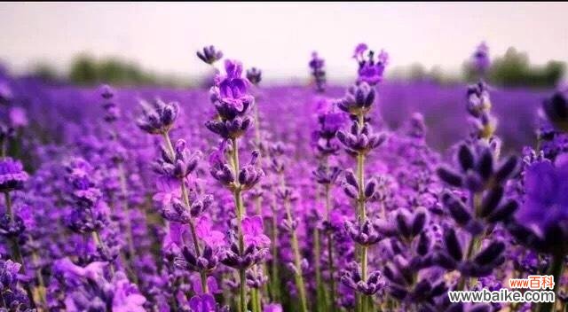 探索普罗旺斯的美丽花卉世界 普罗旺斯的花语——追寻花的心语