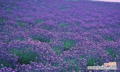 探索普罗旺斯的美丽花卉世界 普罗旺斯的花语——追寻花的心语