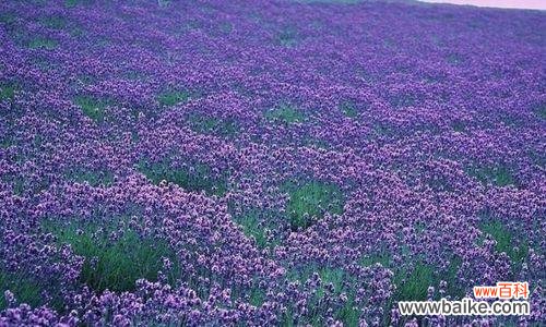 探索普罗旺斯的美丽花卉世界 普罗旺斯的花语——追寻花的心语