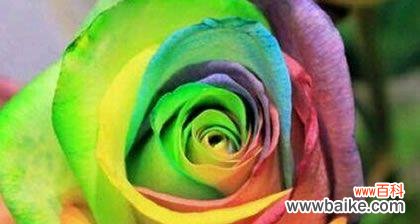 揭示七色堇的花语意义 七色堇的花语与美丽多彩的情感世界