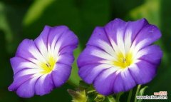 揭示牵牛花作为象征的内涵与寓意 牵牛花的象征意义及其美丽的寓意