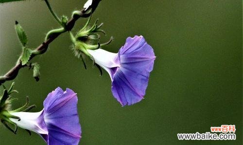揭示牵牛花作为象征的内涵与寓意 牵牛花的象征意义及其美丽的寓意
