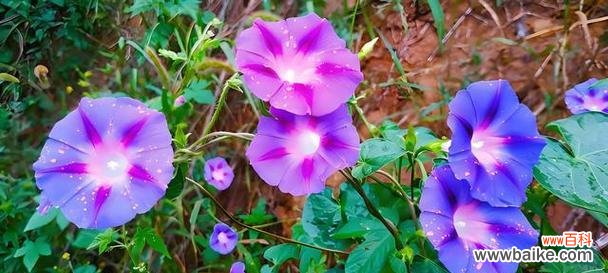 揭示牵牛花作为象征的内涵与寓意 牵牛花的象征意义及其美丽的寓意