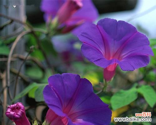 探寻牵牛花的心灵之意 牵牛花的意义与象征