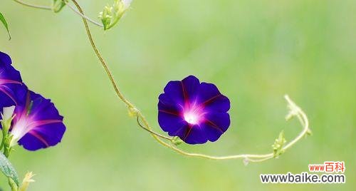 探寻牵牛花的心灵之意 牵牛花的意义与象征