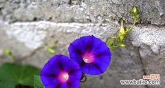 探寻牵牛花的心灵之意 牵牛花的意义与象征