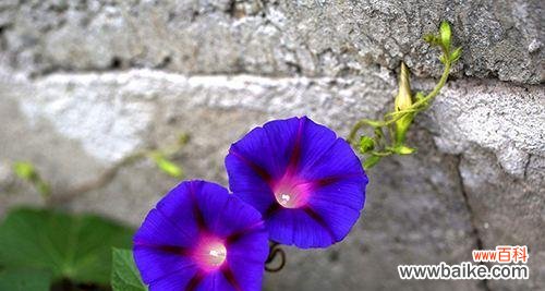 探寻牵牛花的心灵之意 牵牛花的意义与象征