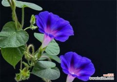 探寻牵牛花的传达之美 牵牛花的花语与象征意义