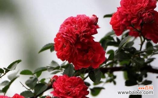 绽放在爱与美的园林中 蔷薇花语与寓意