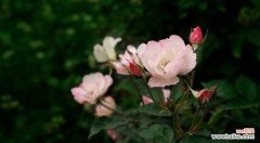 探寻蔷薇花的美与哲理 蔷薇花的象征意义及其历史渊源