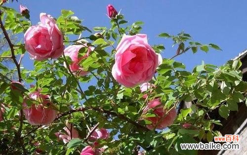 探索蔷薇亚科代表植物的神奇魅力 蔷薇亚科植物的丰富多样性与美丽之旅