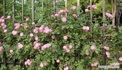 探索蔷薇亚科代表植物的神奇魅力 蔷薇亚科植物的丰富多样性与美丽之旅