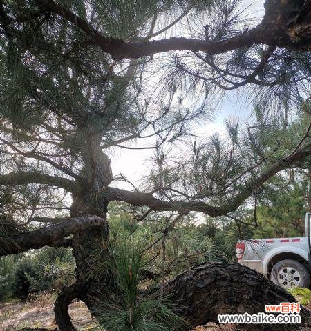 探寻青松背后的人生智慧 以青松代表什么人