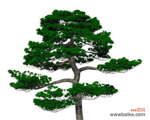 探寻青松背后的人生智慧 以青松代表什么人