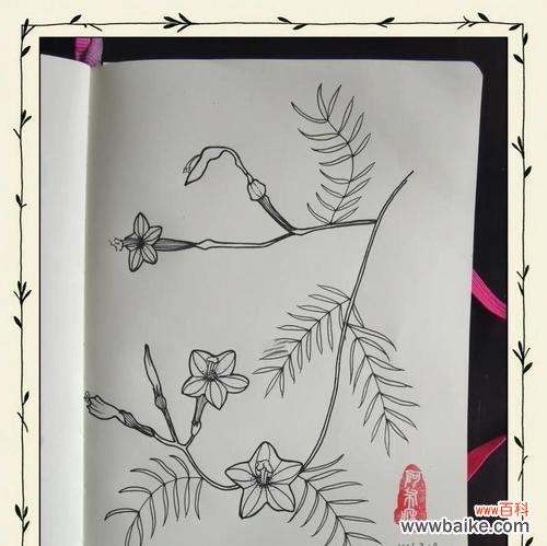 探索五角星花在不同文化中的象征意义 五角星花的寓意与象征