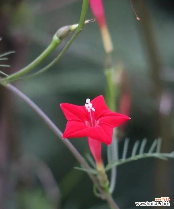 探索五角星花在不同文化中的象征意义 五角星花的寓意与象征