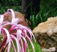 揭示文殊兰花的隐秘密码 探秘文殊兰花语的深层含义