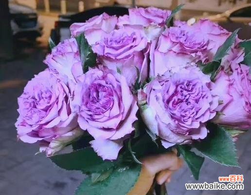 揭示紫色玫瑰背后的花语 紫色玫瑰的寓意与象征