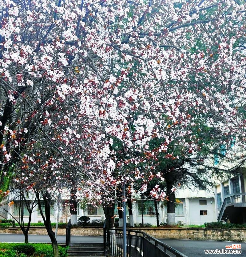 揭示红叶李所传达的深意 红叶李的花语与意义