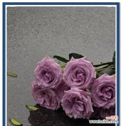 探秘紫玫瑰的神秘魅力与象征意义 紫玫瑰花语的意义和传说