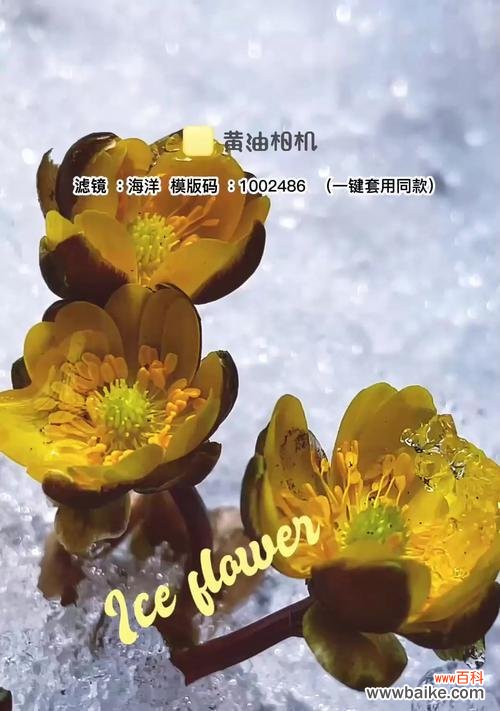 唤起内心纯洁的情感 无私的爱——以白色百合的花语为主题