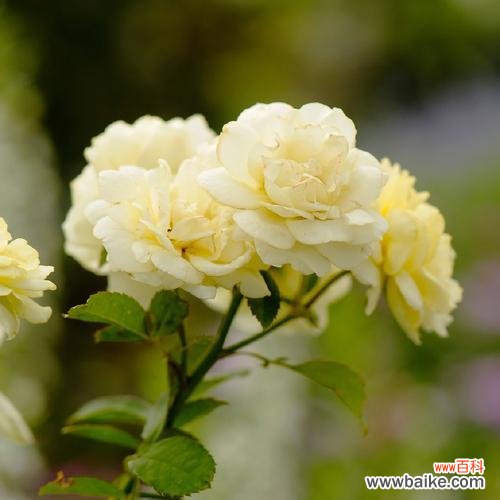 唤起内心纯洁的情感 无私的爱——以白色百合的花语为主题