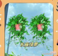 探寻绿萝的花语 绿萝