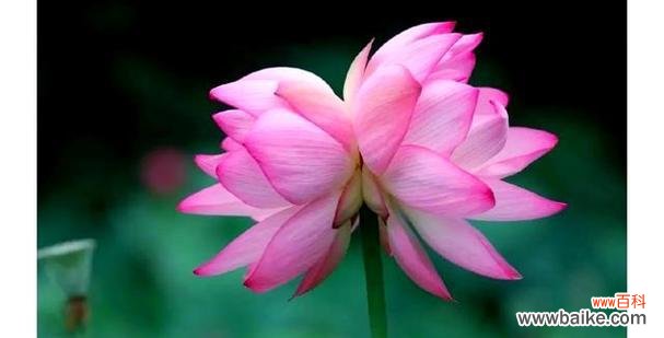 揭开并蒂莲的深层含义 并蒂莲的象征意义——团结与合作