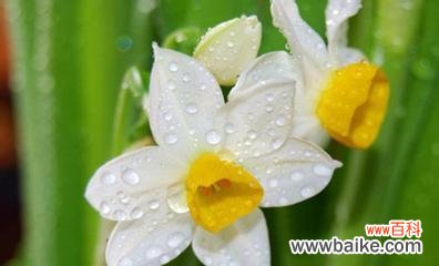 探寻水仙花的心灵暗示 水仙花的花语与寓意