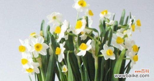 探索水仙花的花语及其与人生的对应关系 水仙花的花语和寓意