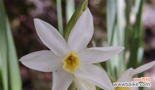 探索水仙花的花语及其与人生的对应关系 水仙花的花语和寓意