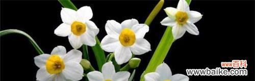 探索水仙花的花语及其与人生的对应关系 水仙花的花语和寓意