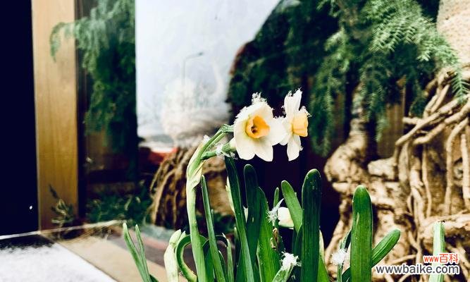 揭开水仙花的花语之谜 水仙花的花语与象征意义