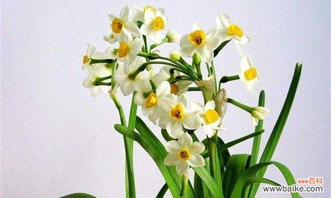 揭开水仙花的花语之谜 水仙花的花语与象征意义