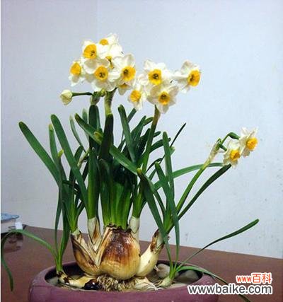 探索水仙花的秘密 水仙花的真正花语