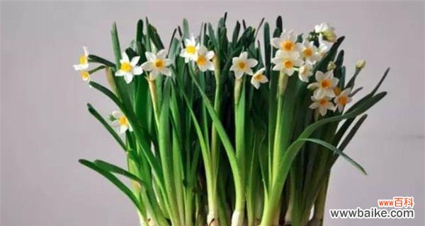 探究水仙花的象征意义与文化传承 水仙花的寓意与象征意义