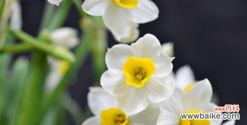 探寻水仙花的神秘花语 水仙花的花语与意义