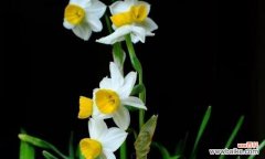 揭秘水仙花的花语和寓意 水仙花之美