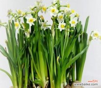 探索水仙花的深层寓意 水仙花的花语与象征意义