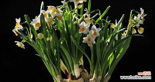 探索水仙花的深层寓意 水仙花的花语与象征意义