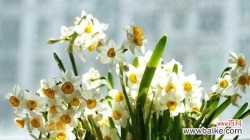 探究水仙花的美丽与深远寓意 水仙花的象征意义及寓意