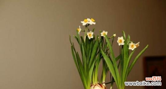 探寻水仙花的秘密 水仙花花语的深刻含义