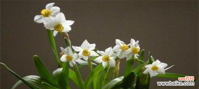 探寻水仙花的秘密 水仙花花语的深刻含义