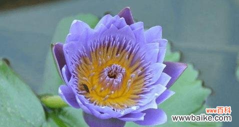 探寻睡莲花的花语与含义 睡莲的花语