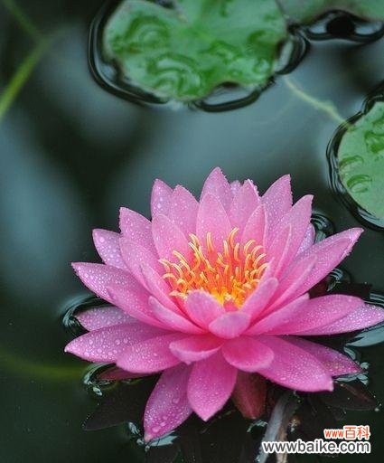 探寻睡莲花的花语与含义 睡莲的花语