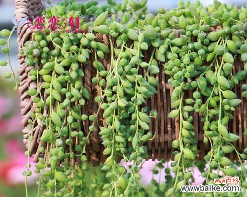 探寻情人泪开花的神秘魅力 情人泪开花