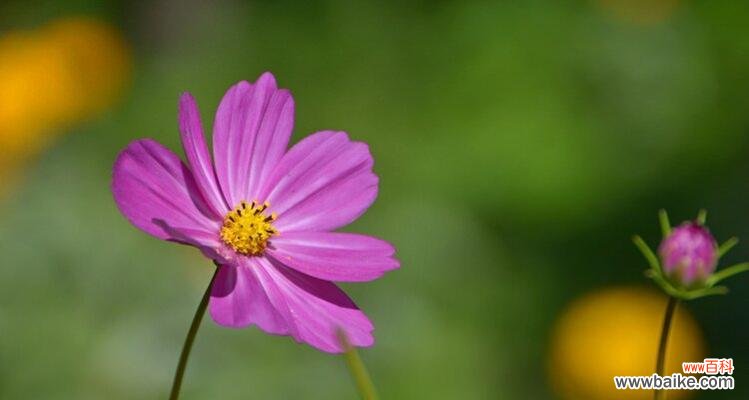 秋英花语 秋英之花