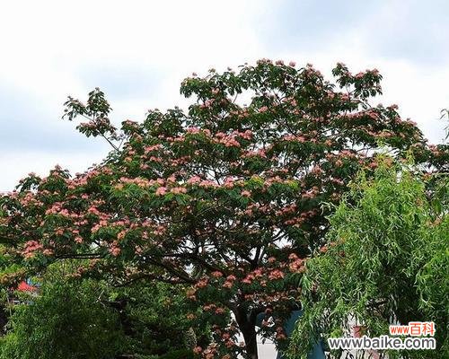 绒花的神秘语言与深意 绒花之美