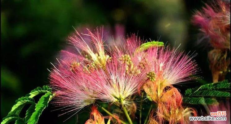 绒花的神秘语言与深意 绒花之美